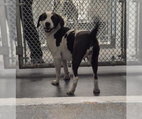 Medium Photo #1 American Staffordshire Terrier-Unknown Mix Puppy For Sale in San Antonio, TX, USA