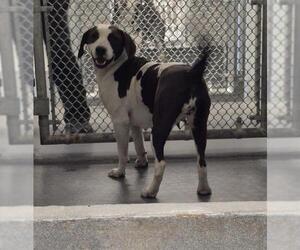 American Staffordshire Terrier-Unknown Mix Dogs for adoption in San Antonio, TX, USA