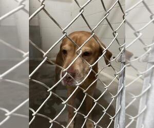 Labrador Retriever Dogs for adoption in Rosenberg, TX, USA