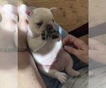 Small Photo #16 French Bulldog Puppy For Sale in CLEARWATER, FL, USA