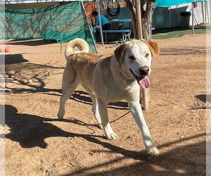Prancer - Male Chesador Dog for Adoption - Photo #3