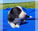 Small Photo #8 Border Collie Puppy For Sale in NORBORNE, MO, USA