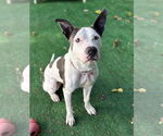 Small #2 American Pit Bull Terrier