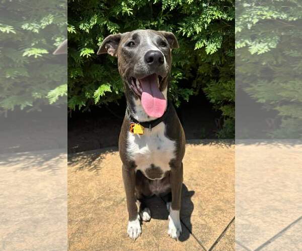 Medium Photo #43 American Pit Bull Terrier-Unknown Mix Puppy For Sale in Rockaway, NJ, USA