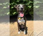 Small #42 American Pit Bull Terrier Mix