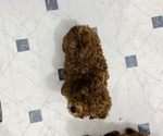 Small Photo #1 Poodle (Miniature) Puppy For Sale in BOGATA, TX, USA