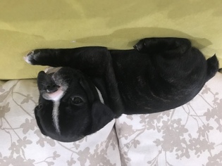 French Bulldog Puppy for sale in DUNDEE, IL, USA