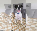 Small #10 Lab-Pointer