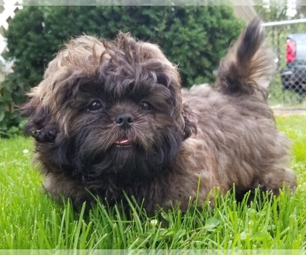 View Ad Shih Tzu Puppy for Sale near Tennessee, SAVANNAH