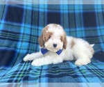 Small #2 Poodle (Miniature)