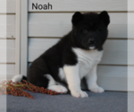 Small Photo #5 Akita Puppy For Sale in FRESNO, OH, USA