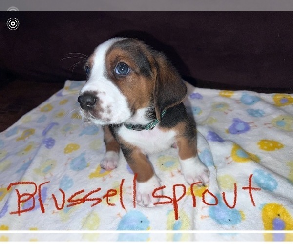 Medium Photo #1 Basset Hound Puppy For Sale in VANCOUVER, WA, USA