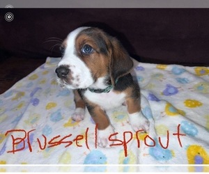 Basset Hound Puppy for sale in VANCOUVER, WA, USA