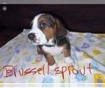 Small Basset Hound