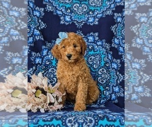 Poodle (Miniature) Puppy for sale in PEACH BOTTOM, PA, USA