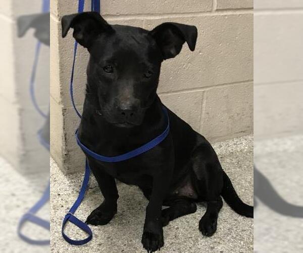 Medium Photo #1 Labrador Retriever-Unknown Mix Puppy For Sale in Conroe, TX, USA