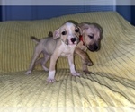 Small Photo #11 American Pit Bull Terrier Puppy For Sale in DETROIT, MI, USA