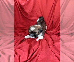 Lhasa Apso Puppy for Sale in JEFFERSON, New York USA