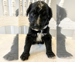 Small Photo #28 Bernedoodle Puppy For Sale in WALNUT GROVE, MO, USA