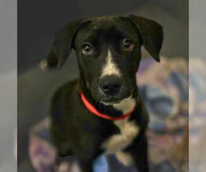 American Staffordshire Terrier-Unknown Mix Dogs for adoption in San Antonio, TX, USA
