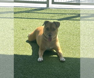 American Pit Bull Terrier-Chihuahua Mix Dogs for adoption in Oak Bluffs, MA, USA
