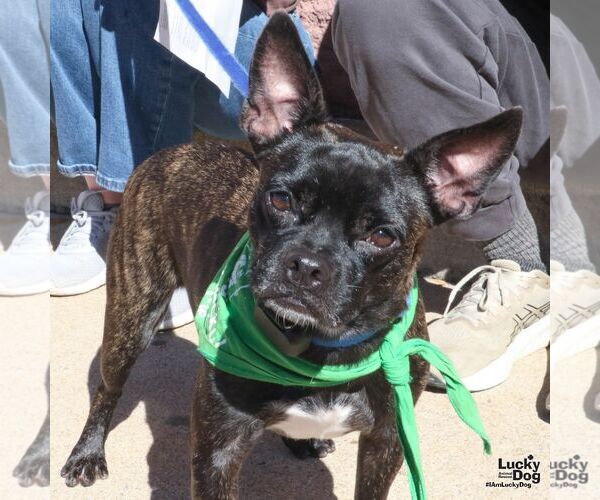 Medium Photo #2 Boston Terrier-Unknown Mix Puppy For Sale in Washington, DC, USA