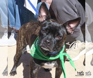 Manolo - Male Boston Terrier-Unknown Mix Dog for Adoption - Photo #2