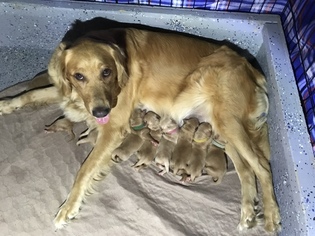 Father of the Golden Retriever puppies born on 09/24/2018