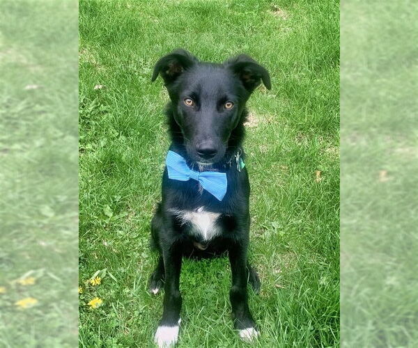 Medium Photo #12 Australian Shepherd-Unknown Mix Puppy For Sale in Minneapolis, MN, USA