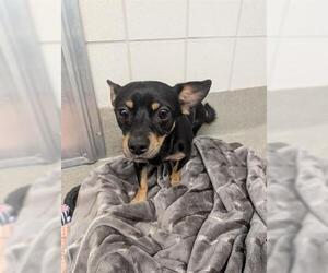 Chihuahua Dogs for adoption in San Martin, CA, USA