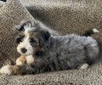 Small #3 Bernedoodle (Miniature)