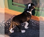 Puppy Chief American Bulldog