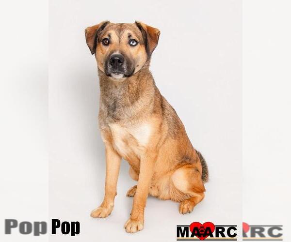 Medium Photo #3 German Shepherd Dog-Retriever  Mix Puppy For Sale in Maryville, TN, USA