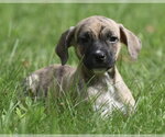 Small #4 Boxer Mix