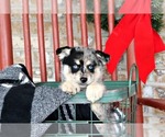 Small Photo #9 Pomsky Puppy For Sale in ADOLPHUS, KY, USA