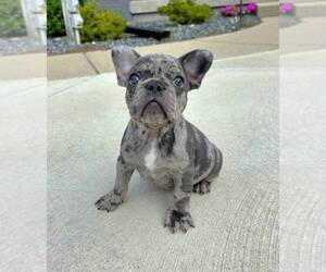 French Bulldog Puppy for sale in FRANKLIN, IN, USA
