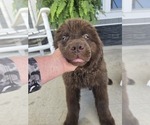 Small Photo #9 Newfoundland Puppy For Sale in TILTON, IL, USA