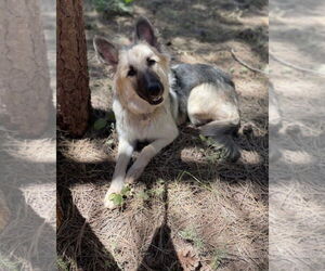 German Shepherd Dog-Great Pyrenees Mix Dogs for adoption in Chandler, AZ, USA
