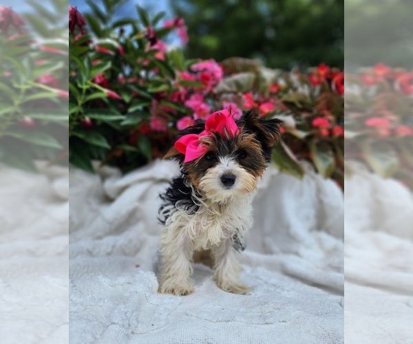 Medium Photo #5 Yorkshire Terrier Puppy For Sale in INDIANAPOLIS, IN, USA