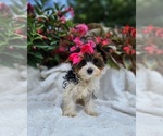 Small #4 Yorkshire Terrier