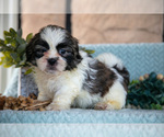 Small Photo #18 Shih Tzu Puppy For Sale in SUGARCREEK, OH, USA