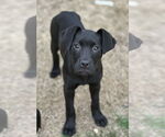 Small #1 Labrador Retriever Mix
