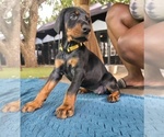 Small #14 Doberman Pinscher