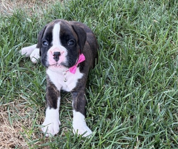 Medium Photo #5 Boxer Puppy For Sale in LONG BEACH, CA, USA