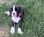 Small #4 Boxer