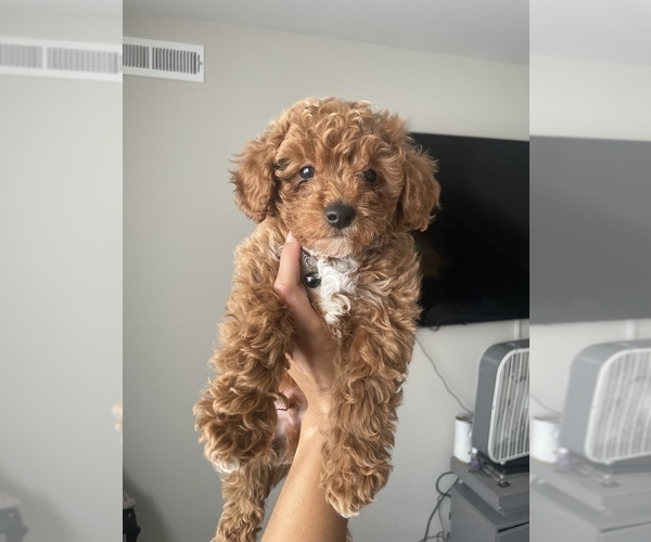 View Ad: Poodle (Toy) Puppy for Sale near Pennsylvania, BENSALEM, USA ...