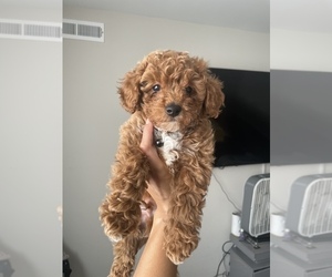 Poodle (Toy) Puppy for sale in BENSALEM, PA, USA