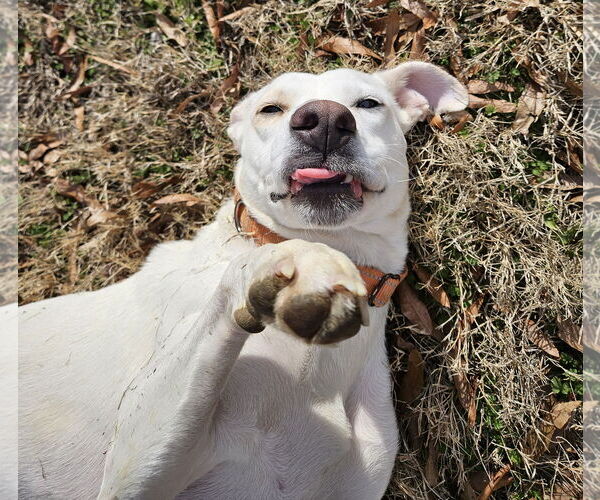 Medium Photo #7 American Staffordshire Terrier-Labrador Retriever Mix Puppy For Sale in Arlington, VA, USA
