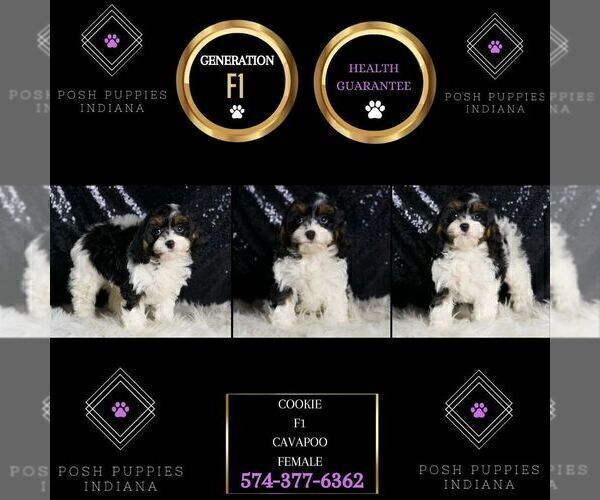 Medium Photo #2 Cavapoo Puppy For Sale in WARSAW, IN, USA