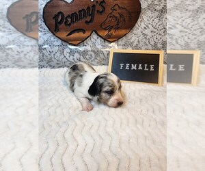 Dachshund Puppy for sale in GRAND JUNCTION, IA, USA
